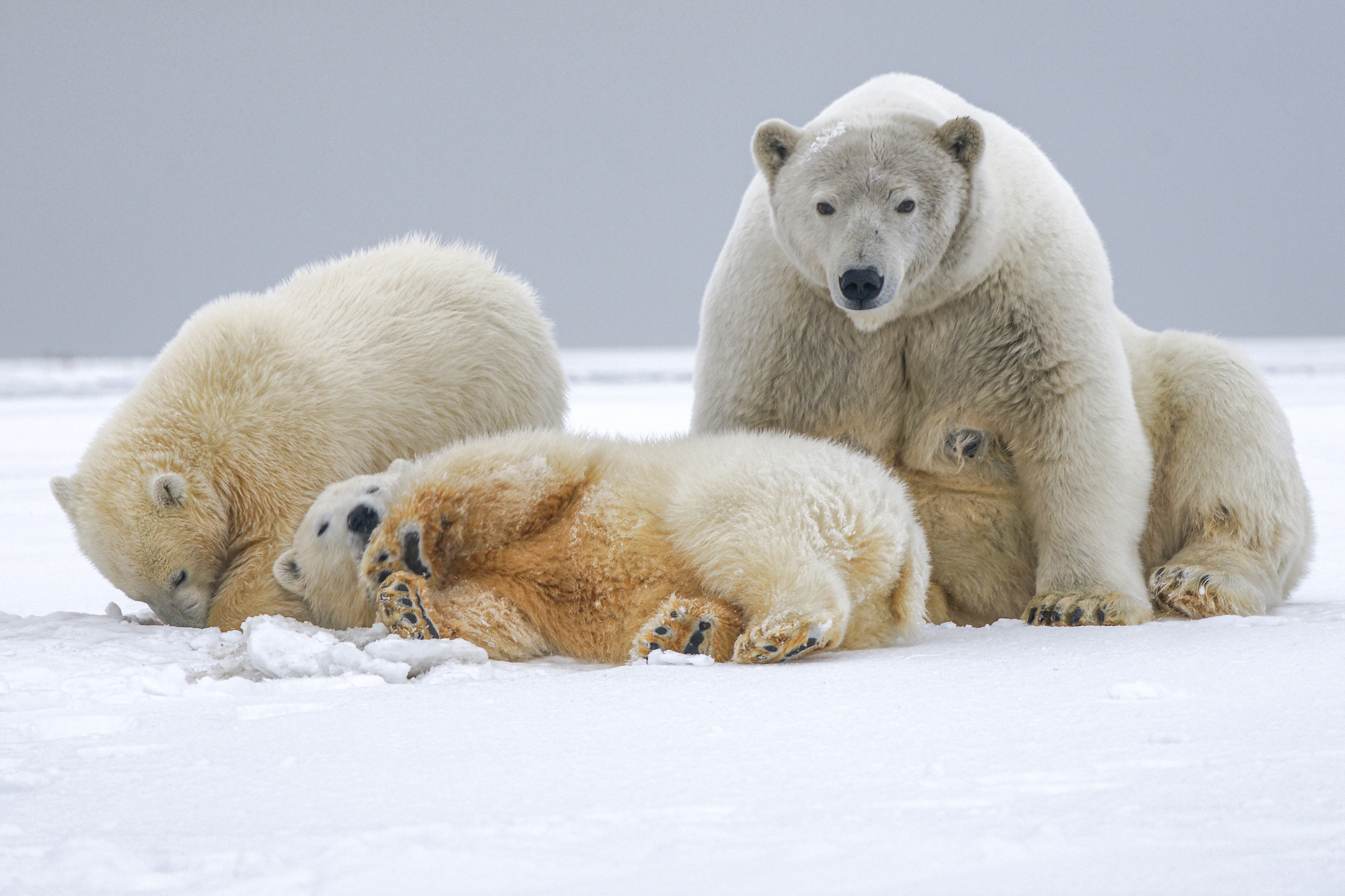 Pandas gobble as much protein as polar bears despite being vegetarian