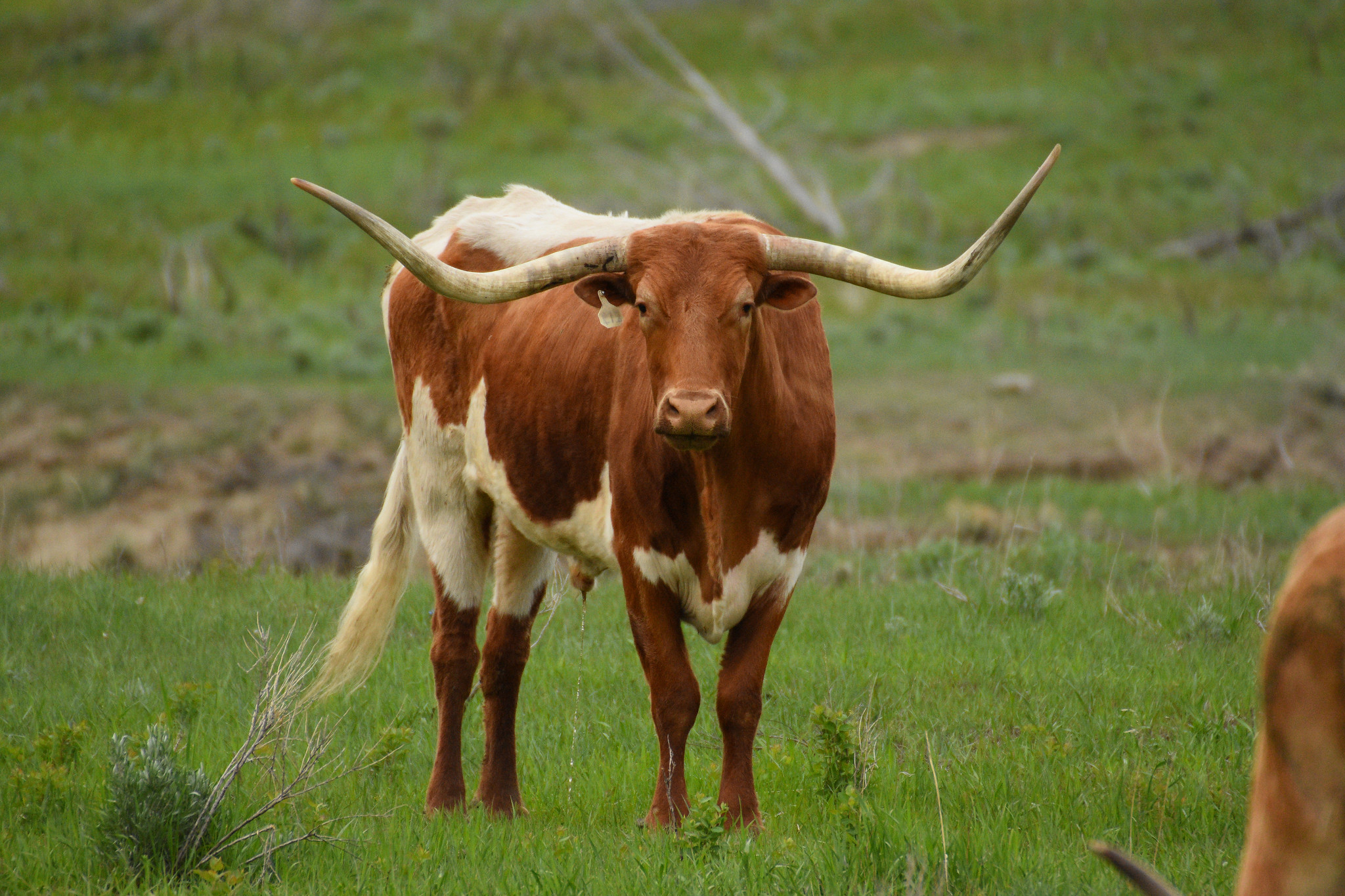 Everything I Know About Project Management I Learned From Cattle Ranching