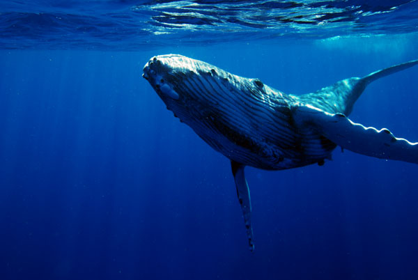 Data Curation: A Whale of a Problem